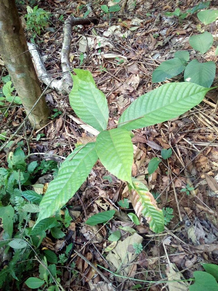 tree image