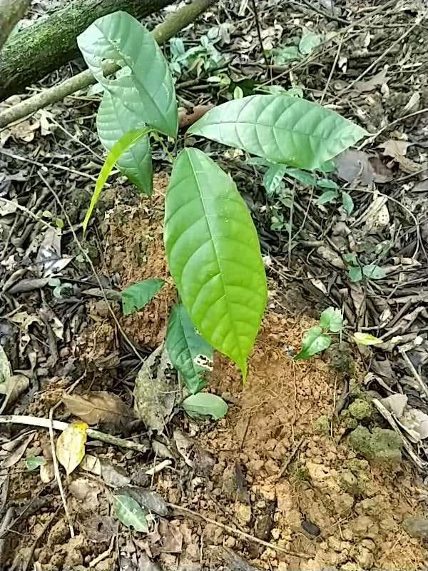 tree image