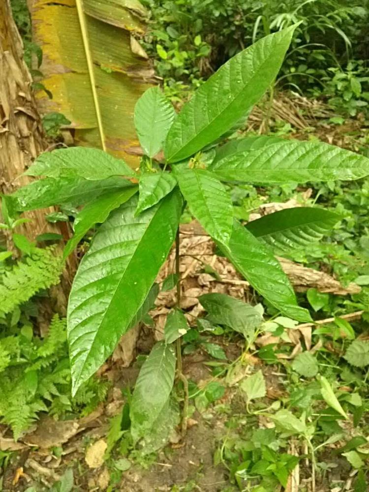 tree image