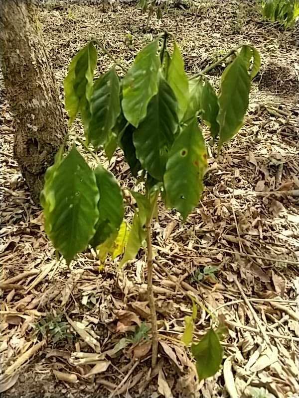 tree image