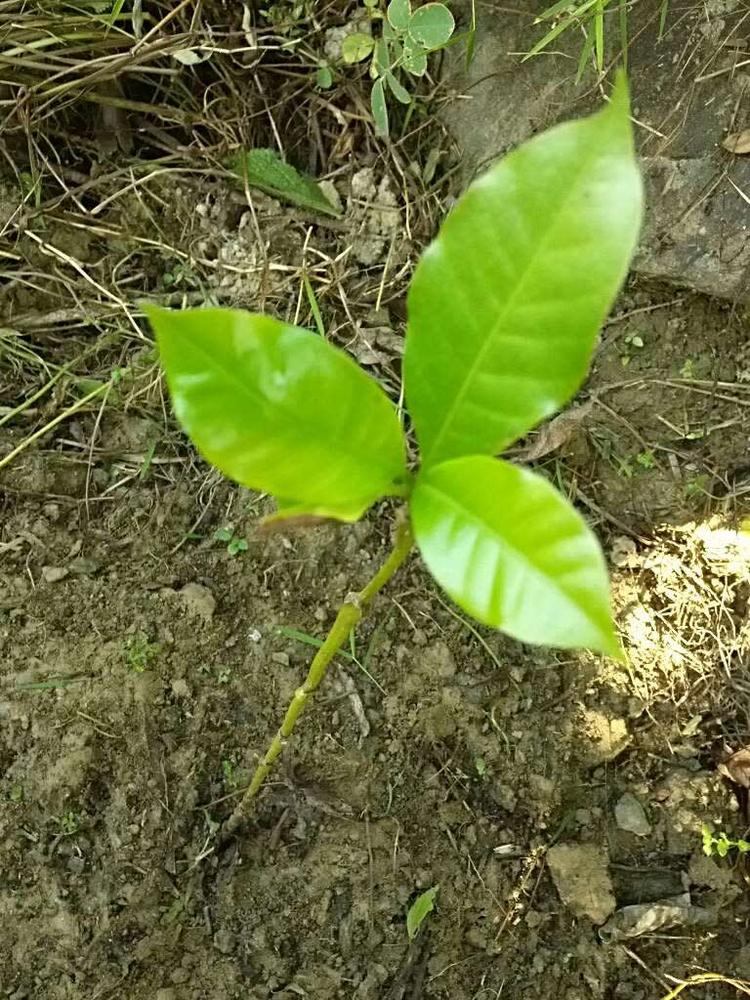 tree image