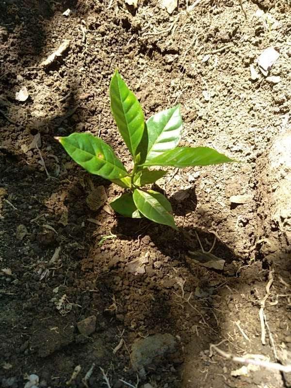 tree image