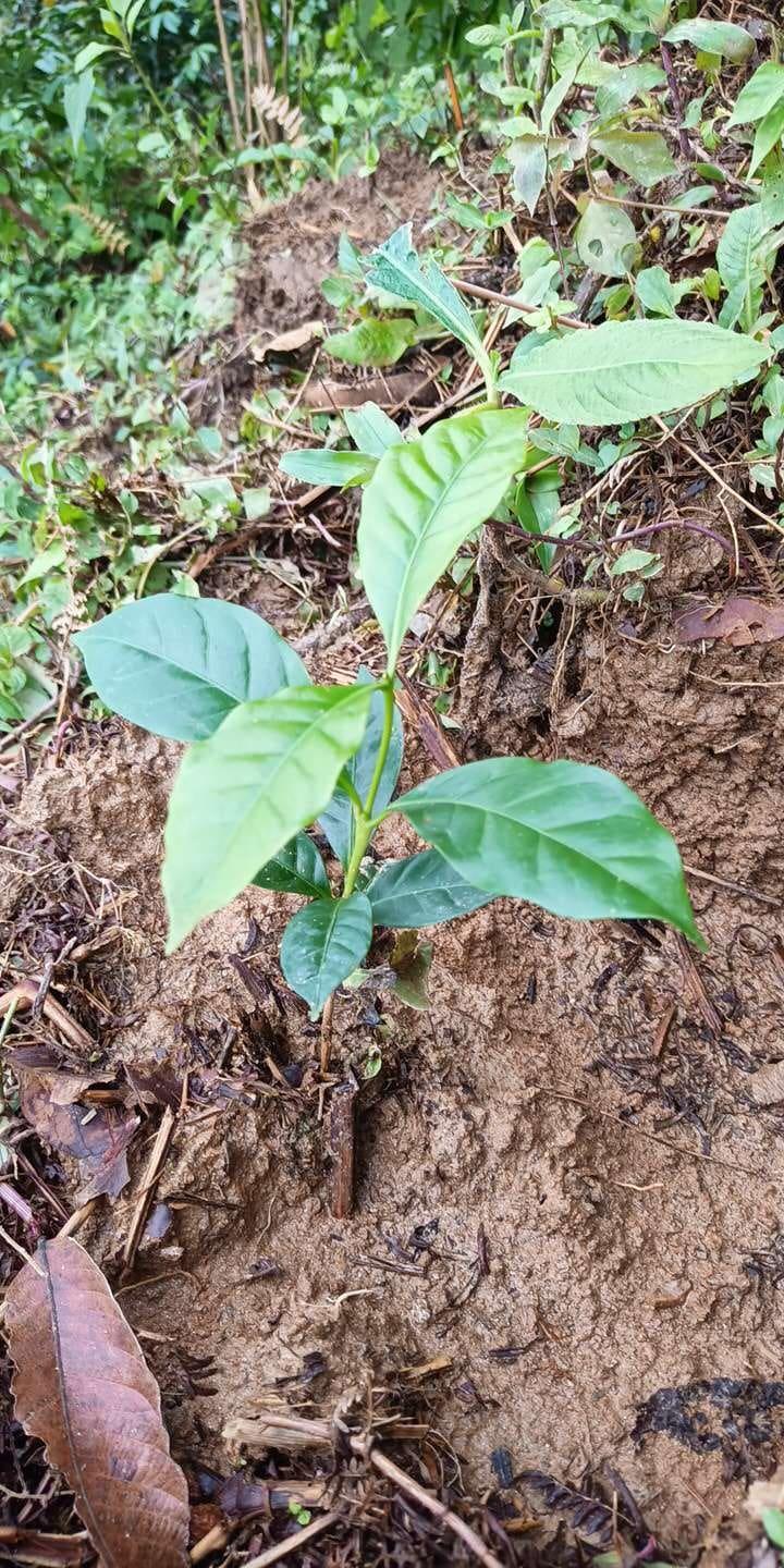 tree image