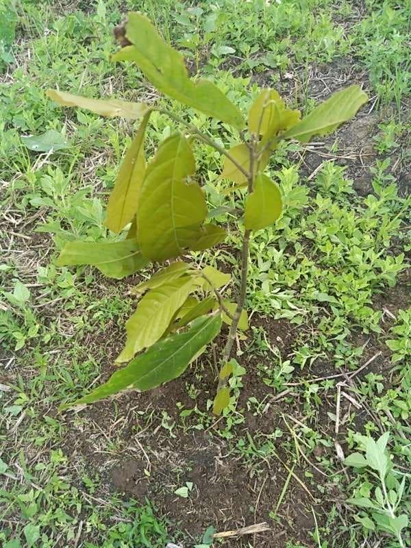 tree image