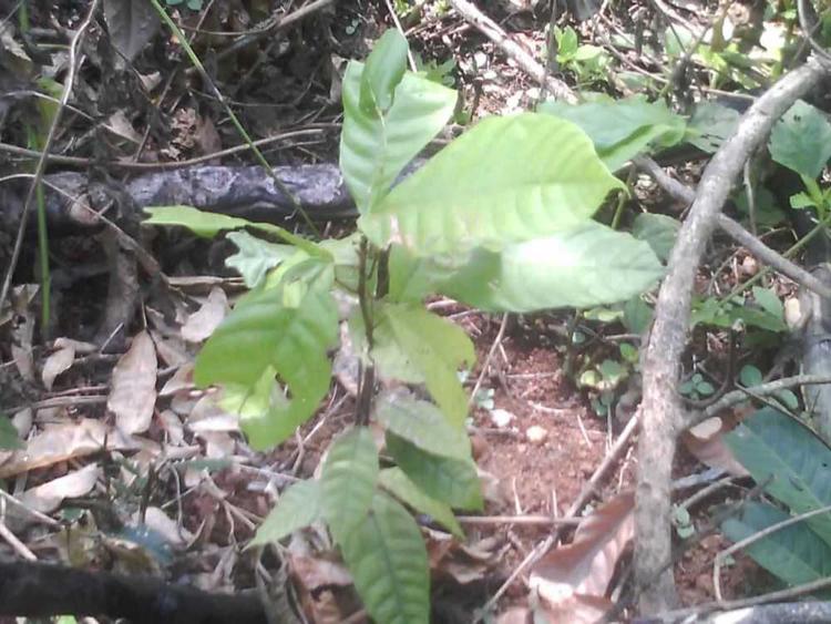 tree image