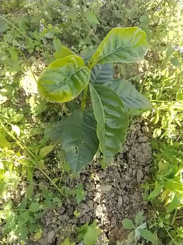 tree image