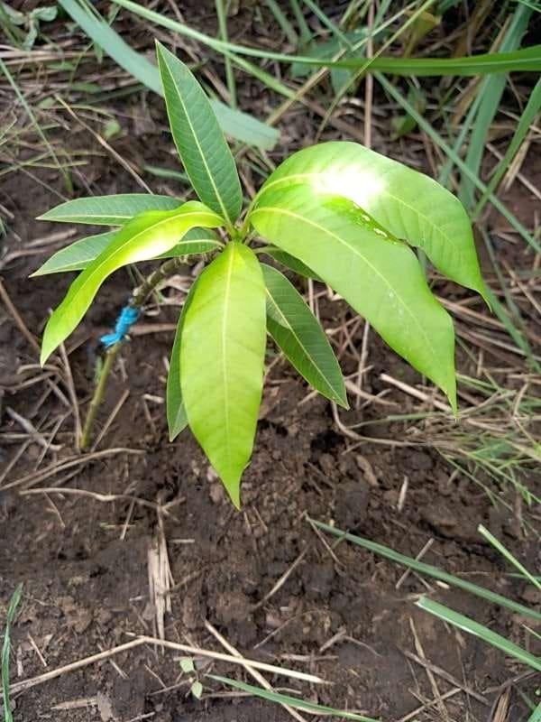 tree image