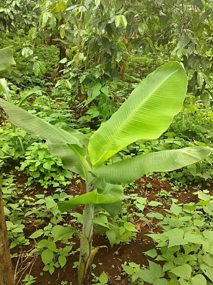 tree image