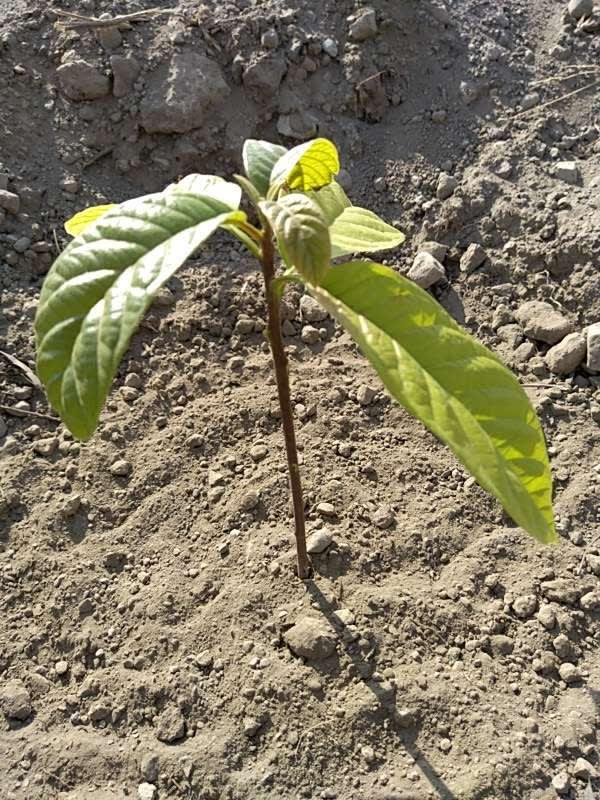 tree image