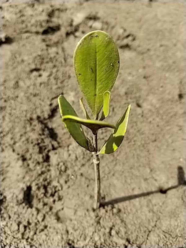 tree image