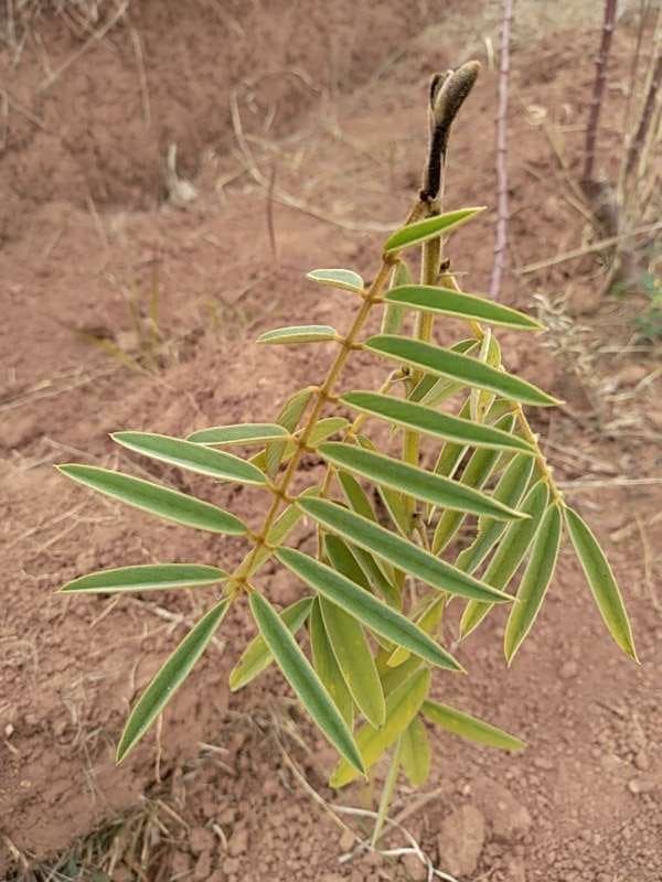 tree image