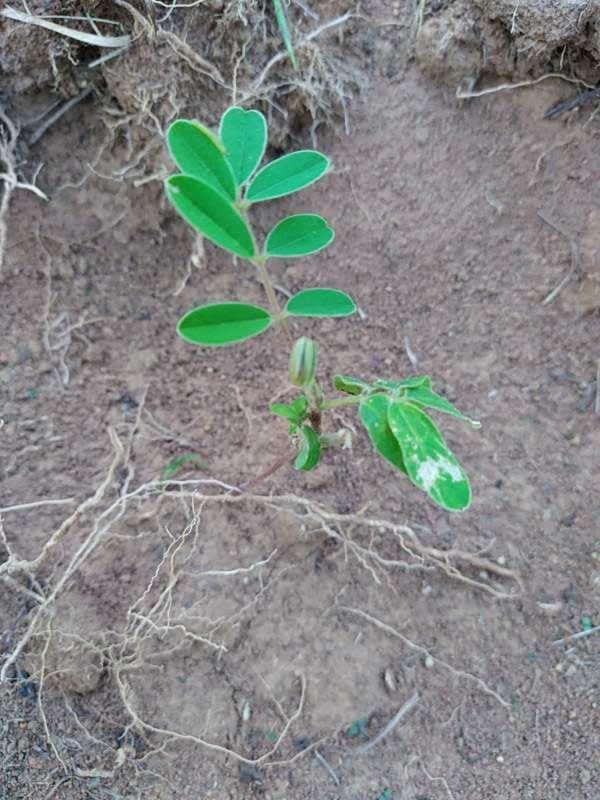 tree image
