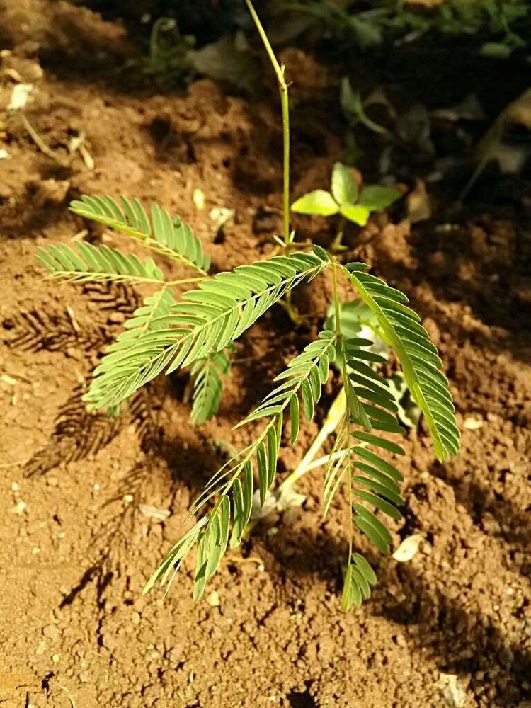 tree image