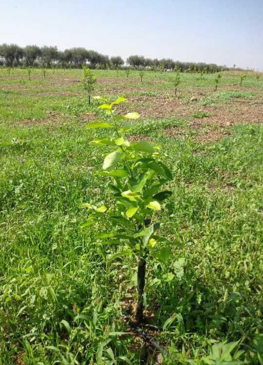 tree image