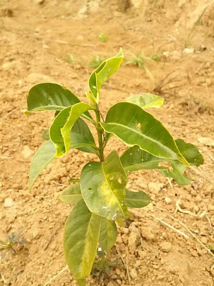 tree image