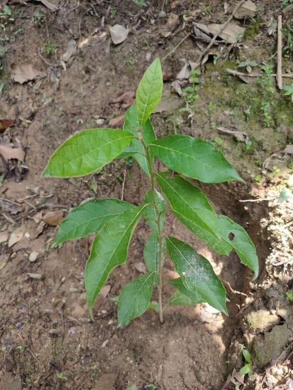 tree image