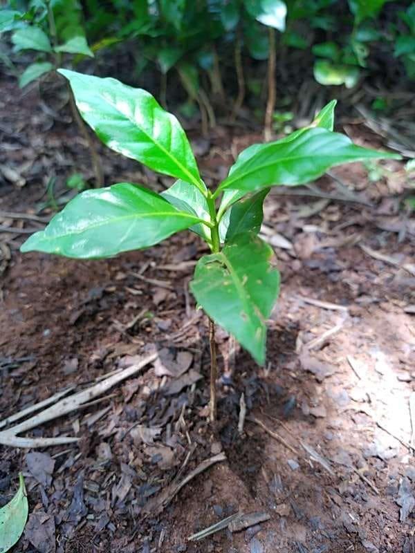 tree image
