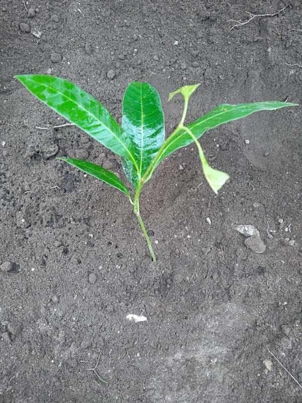 tree image