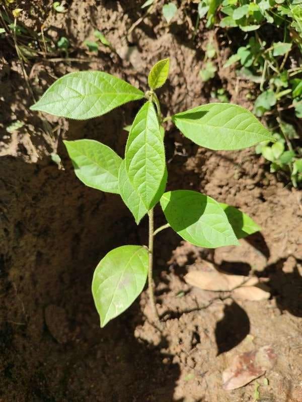 tree image