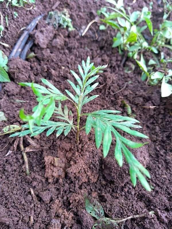tree image