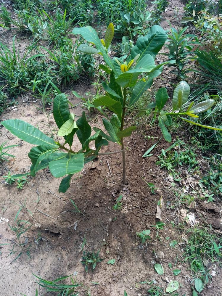 tree image