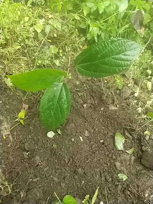 tree image