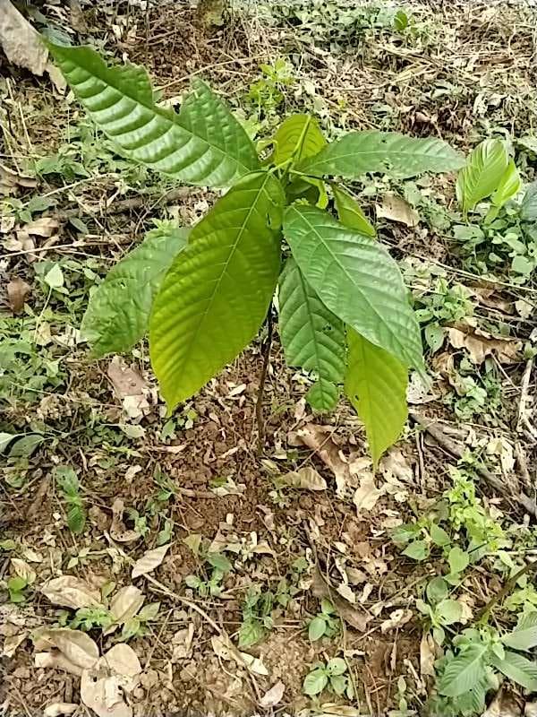 tree image