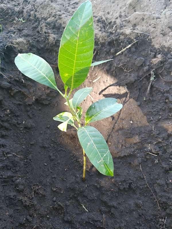 tree image