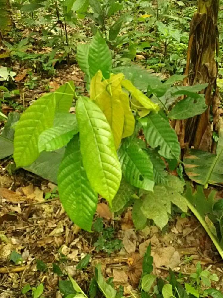 tree image