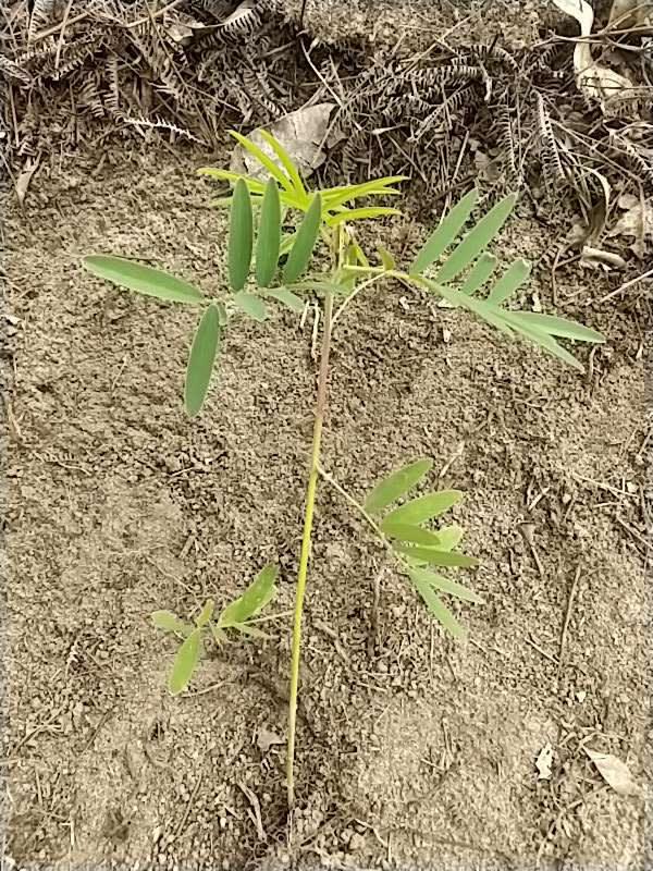 tree image