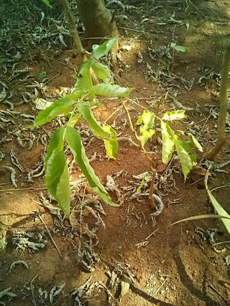 tree image