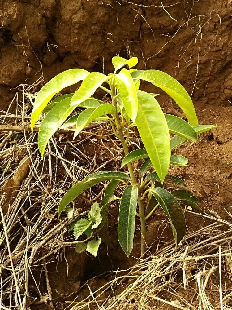 tree image
