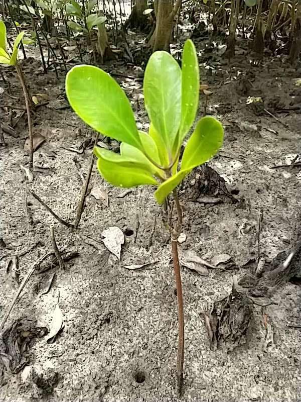 tree image