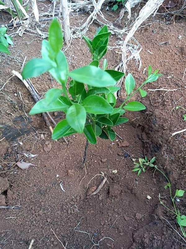 tree image