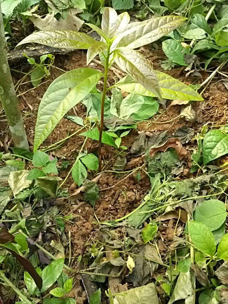 tree image