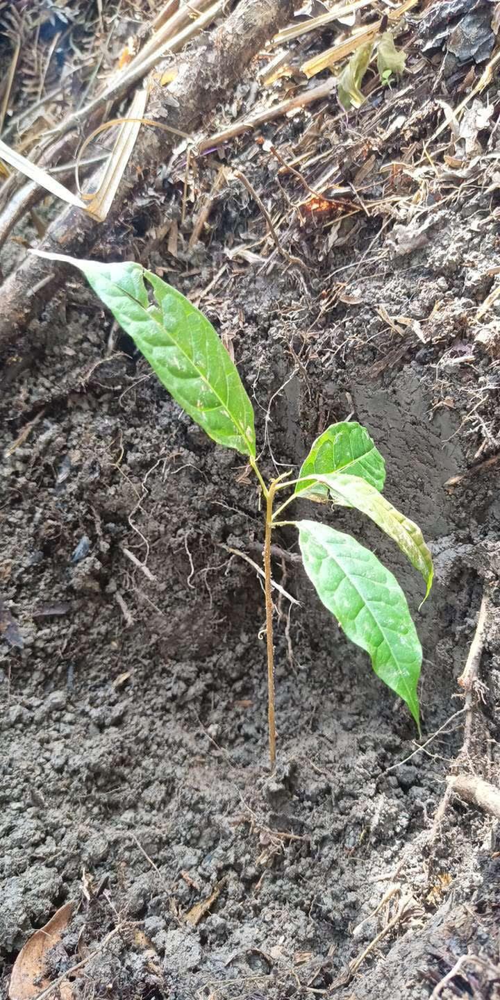 tree image