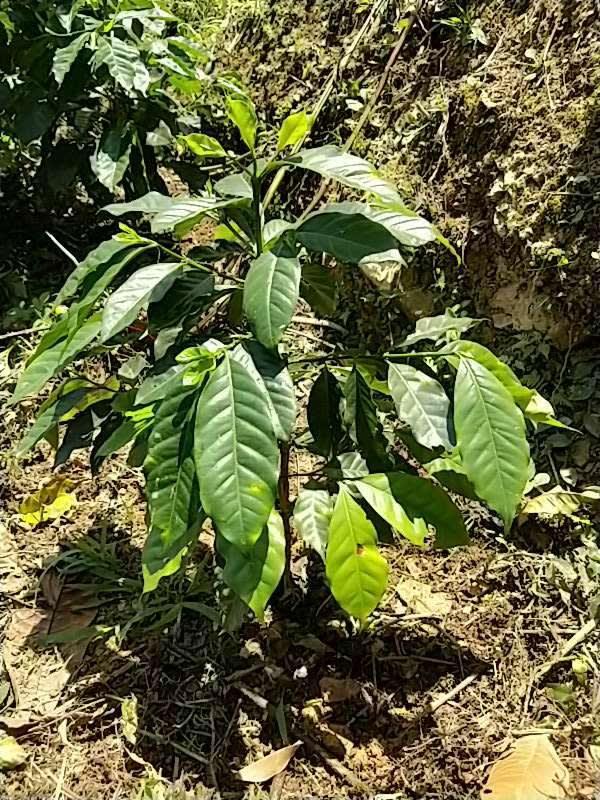 tree image