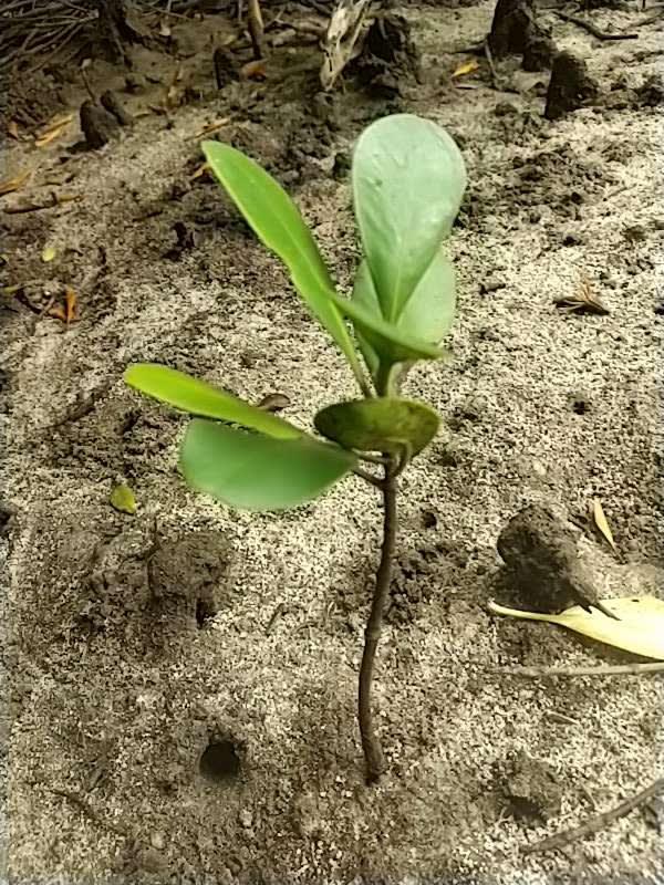 tree image