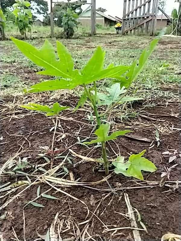 tree image