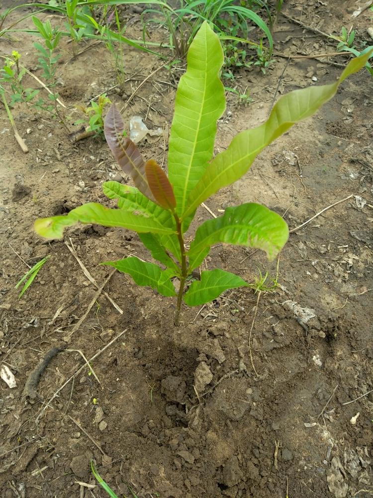 tree image