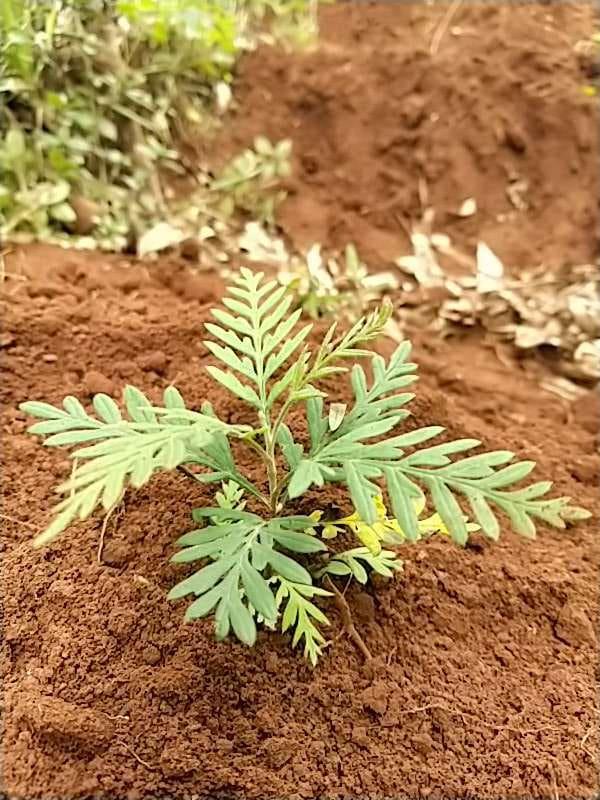 tree image