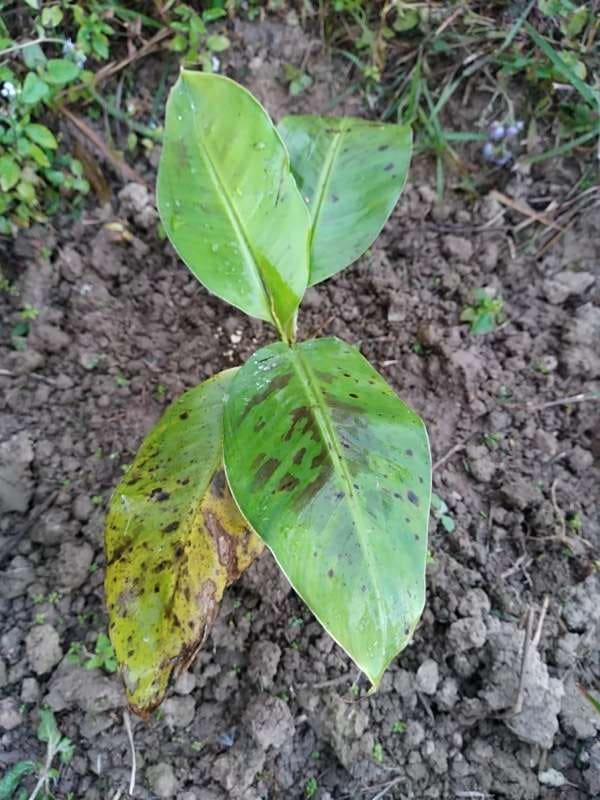 tree image