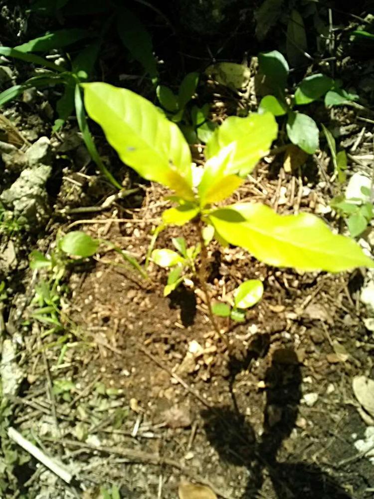 tree image
