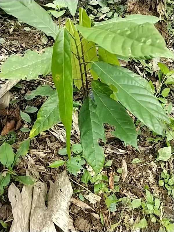 tree image