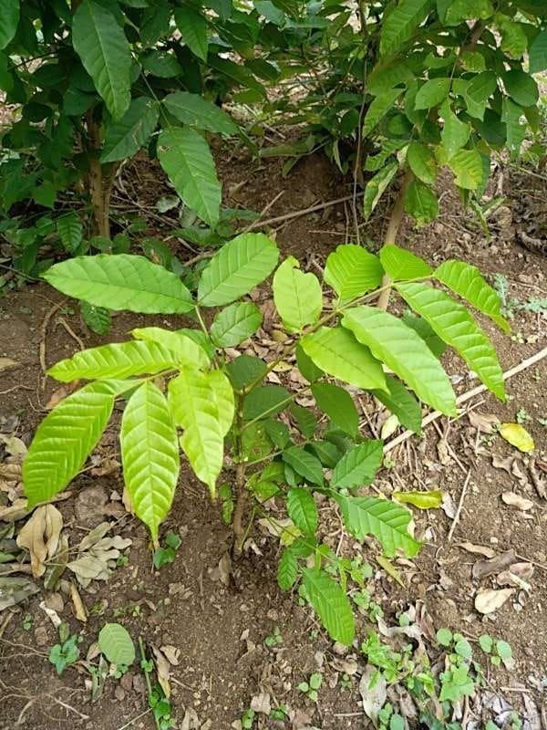 tree image