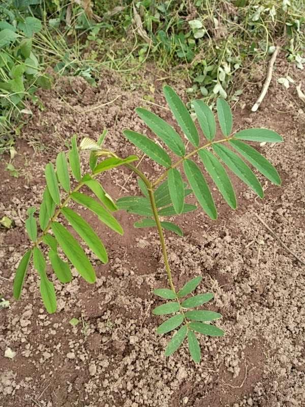 tree image