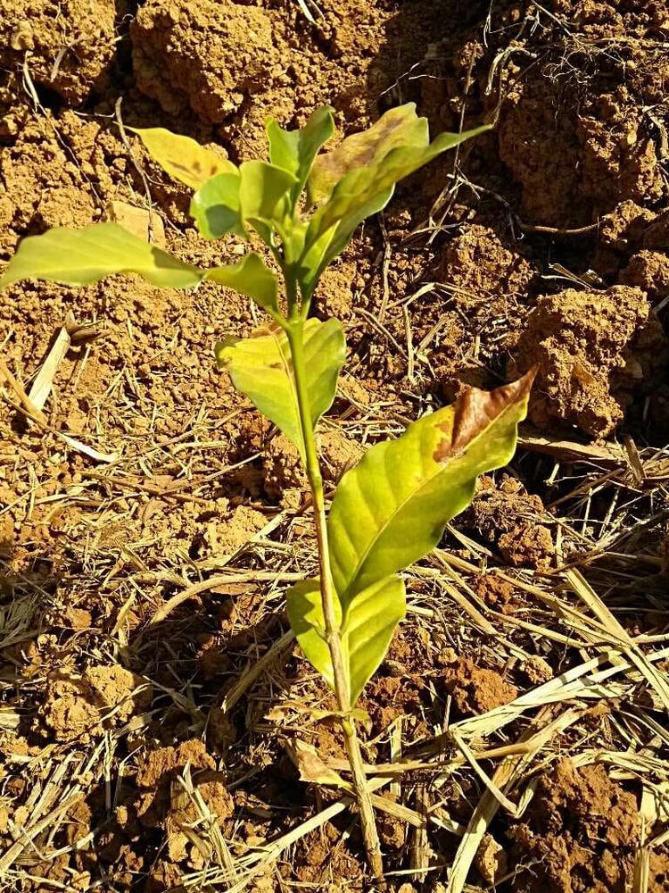 tree image