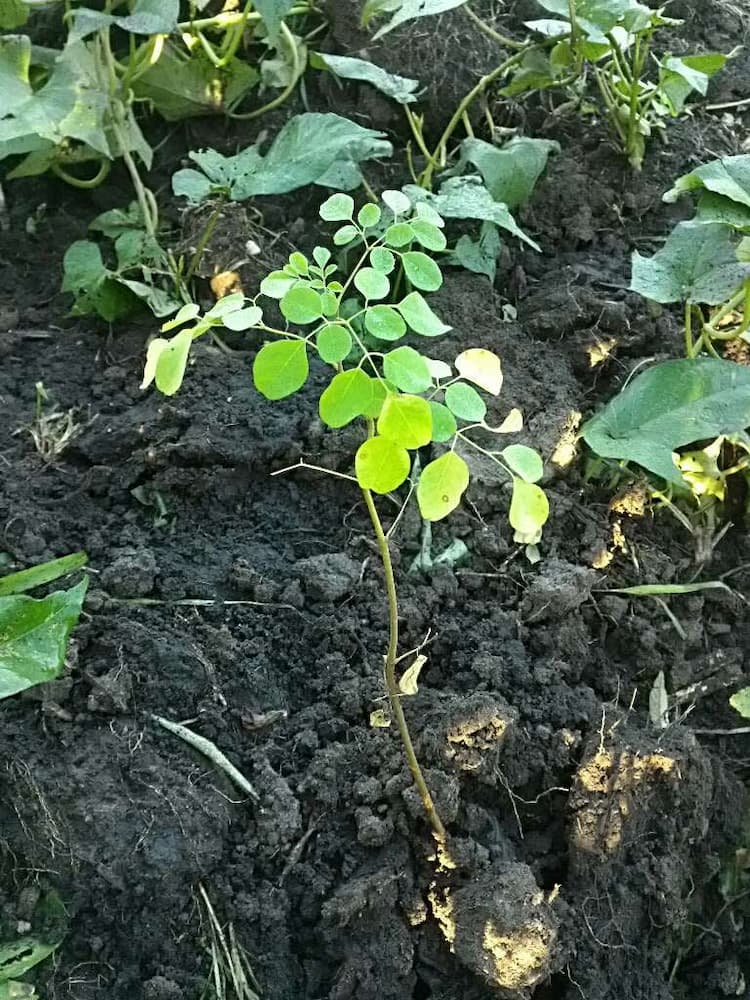 tree image