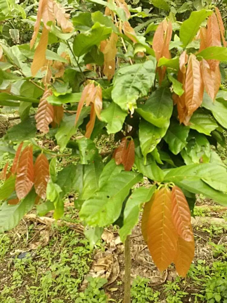 tree image