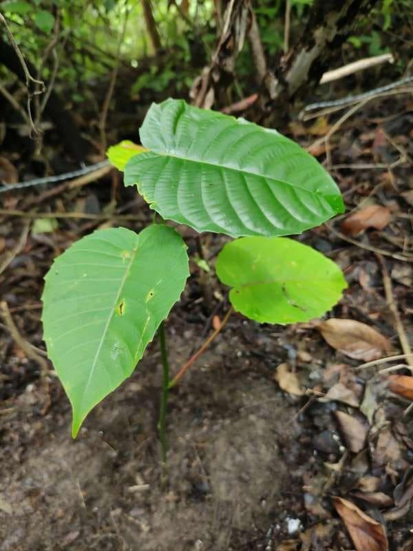 tree image